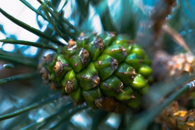 Pinus uncinata 'Paradekissen' - borovice zobanitá - šiška